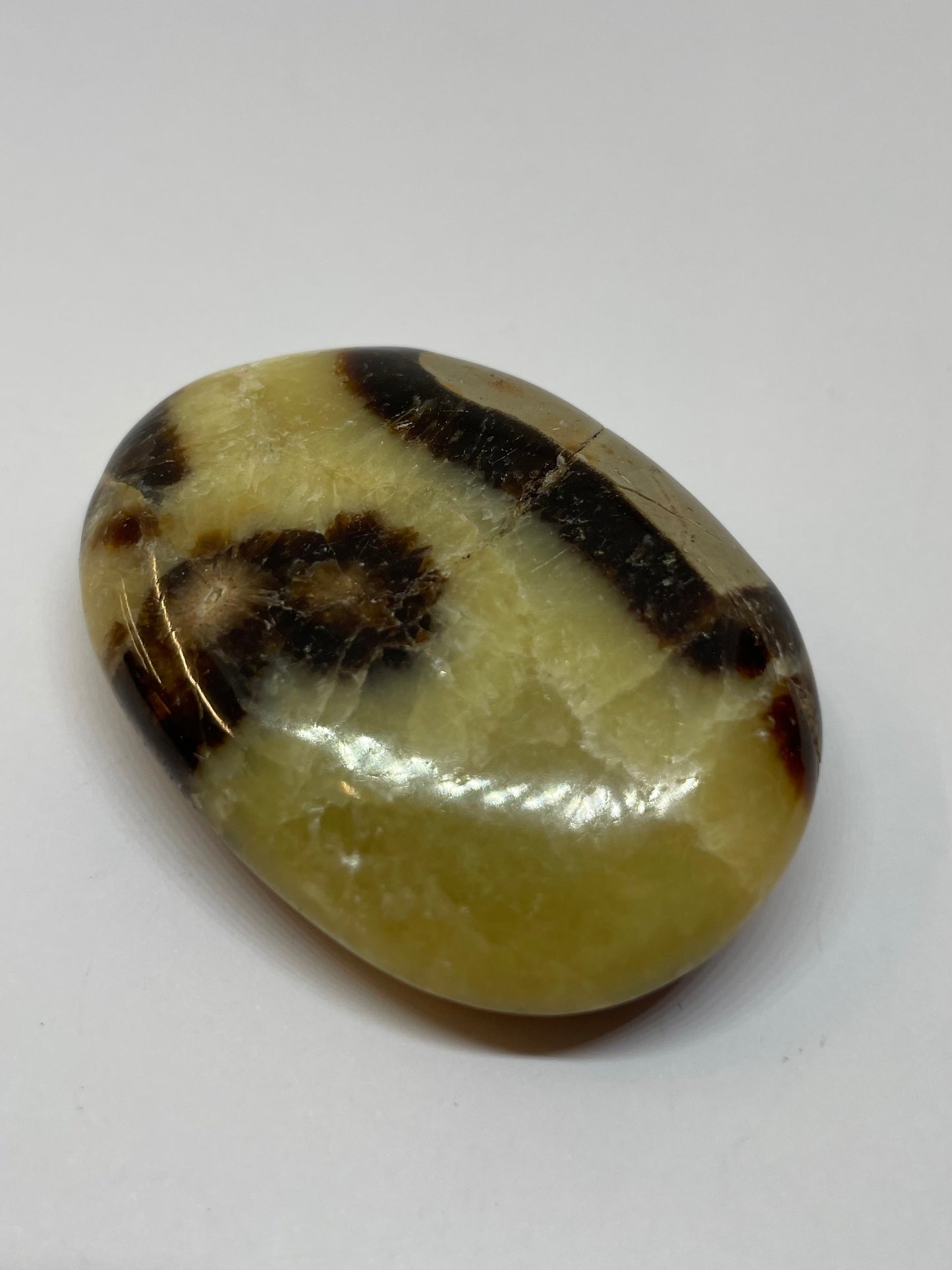 Septarian Palm Stone