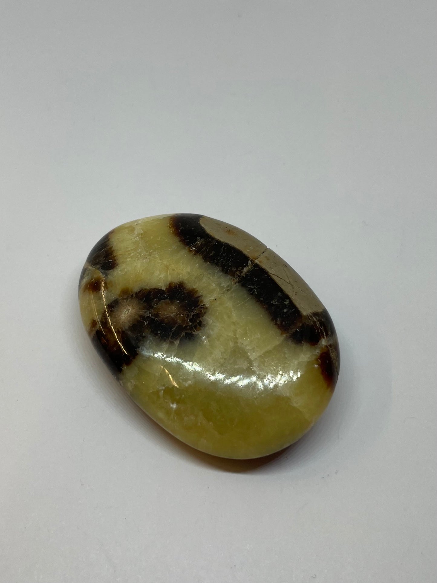 Septarian Palm Stone